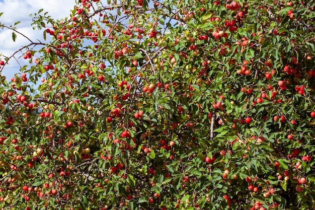 Zomertuin met fruitbomen en appeloogst