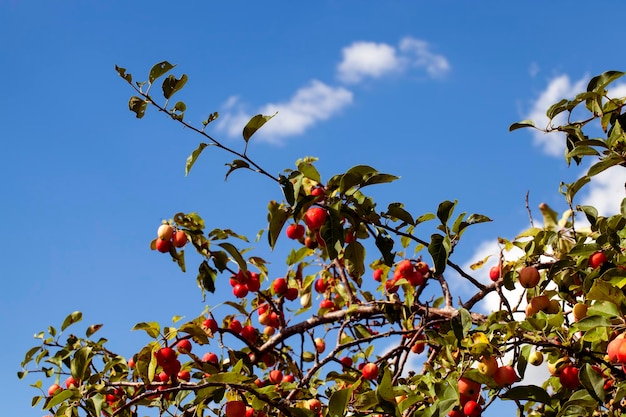 Zomertuin met fruitbomen en appeloogst