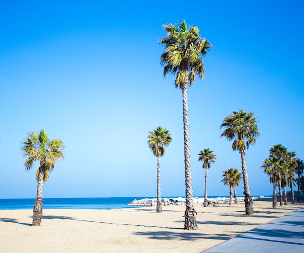 Zomervakantie concept - promenade, strand en palmen over blauwe hemel