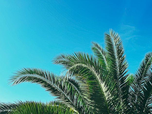 Zomervakantie en tropisch natuurconcept palmboom en blauwe lucht in de zomer