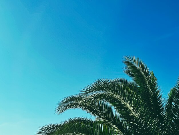 Zomervakantie en tropisch natuurconcept palmboom en blauwe lucht in de zomer