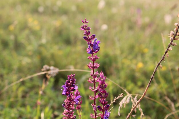 Zomerveld met gras en bloemen gedeeltelijk gericht en onscherpe achtergrond