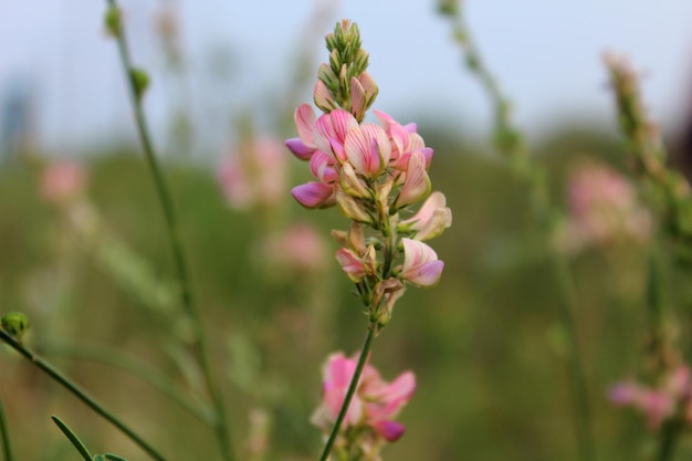 Zomerveld met gras en bloemen gedeeltelijk gericht en onscherpe achtergrond