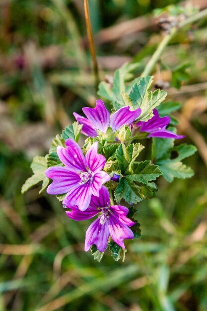 Zomerveld van macrobloemen in close-updruppels