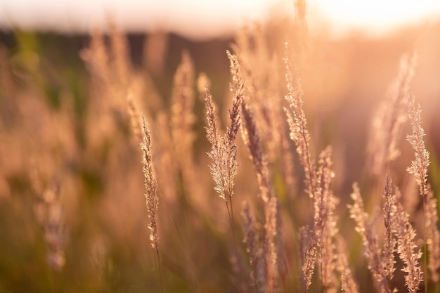 Zomerweide in zonsonderganglicht