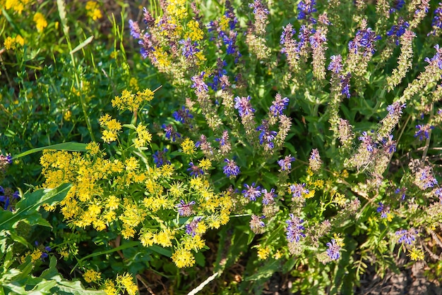 Zomerweide met gele en paarse bloemen