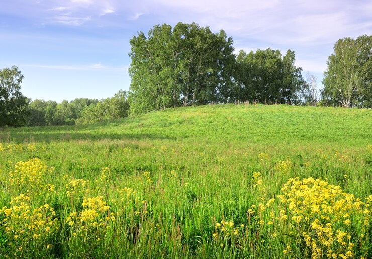 Zomerweide onder een blauwe bewolkte hemel Heldergele wilde bloemen tussen het dikke gras