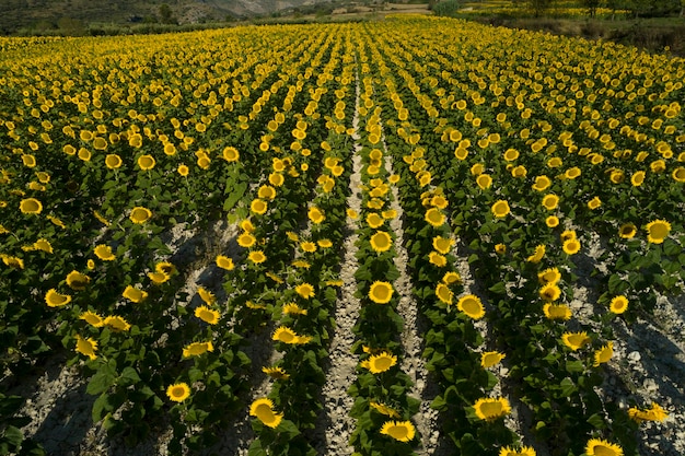 Zomerzonsopgang boven zonnebloemveld Stockafbeelding