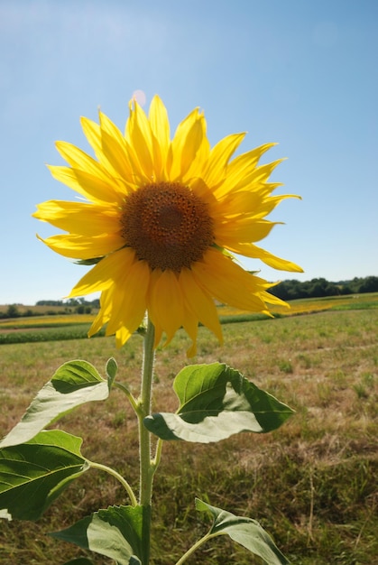 Zon bloem veld