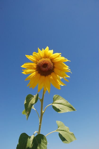 Zon bloem veld