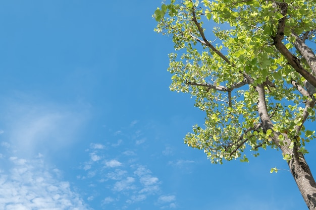 Zon die door boom met blauwe hemel glanst.