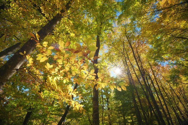 Foto zon in het herfstbos.