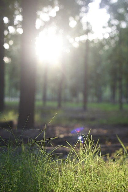 Zon met glinsteringen van licht in het bos in de schemering met hoge grassen