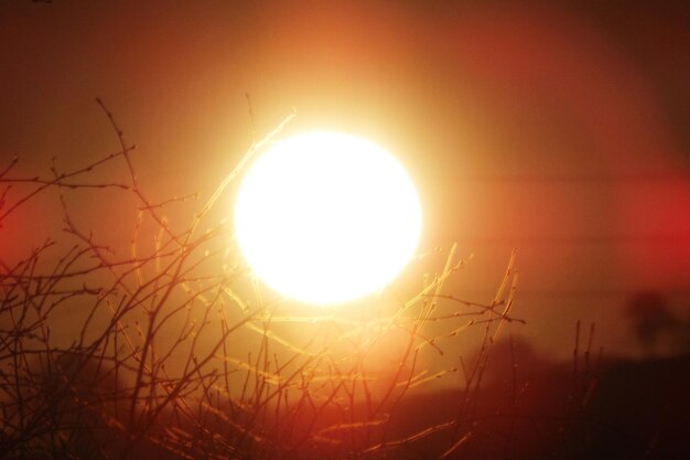 Foto zon ondergaat over bomen.