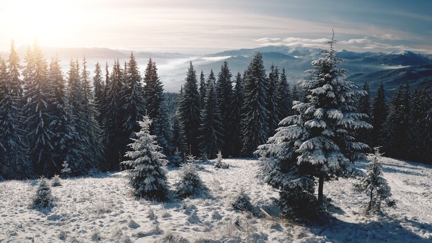 Zon over pijnbomen bij sneeuwberg