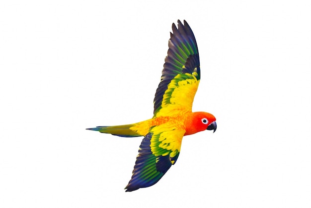 Zon papegaaiachtigen of zon parkiet vliegen geïsoleerd op een witte achtergrond.