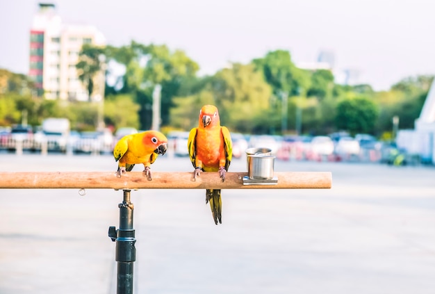 Zon papegaaiachtigen papegaai vogels op houten balk met wazig reuzenwiel op achtergrond