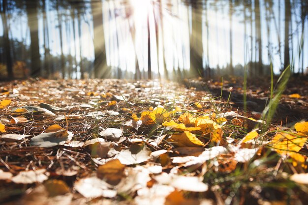 Zon schijnt in herfstbos gevallen bladeren door de stammen van bomen.