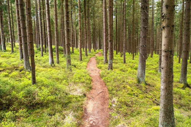 Zon schijnt in het bos