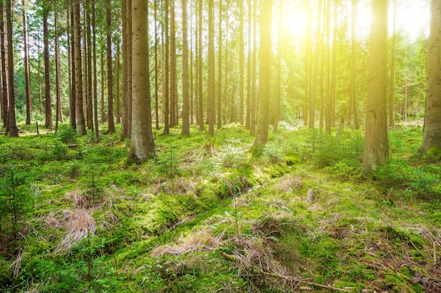 Zon schijnt in het bos