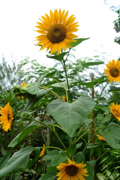 zonbloem in tuin