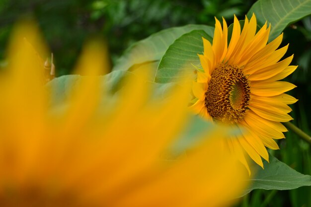 zonbloem in tuin