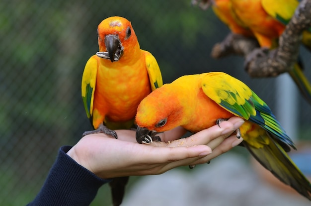 Zonconure-Papegaai op een Boomtak