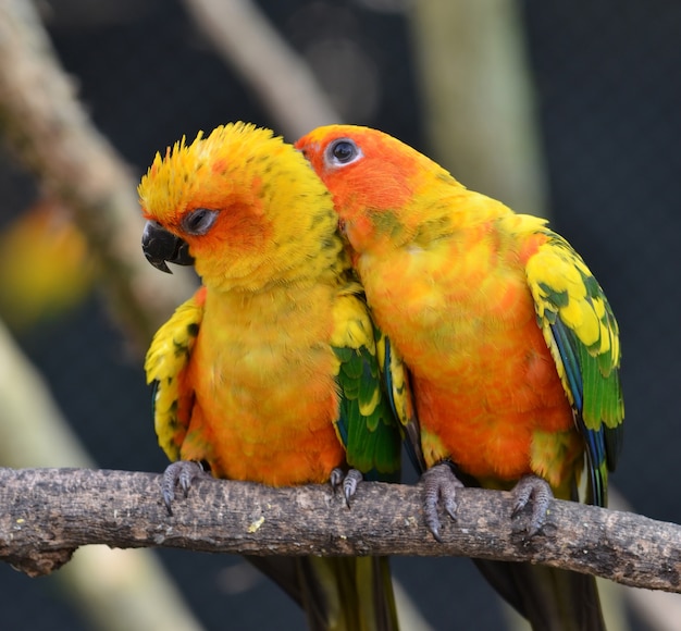 Zonconure-Papegaai op een Boomtak