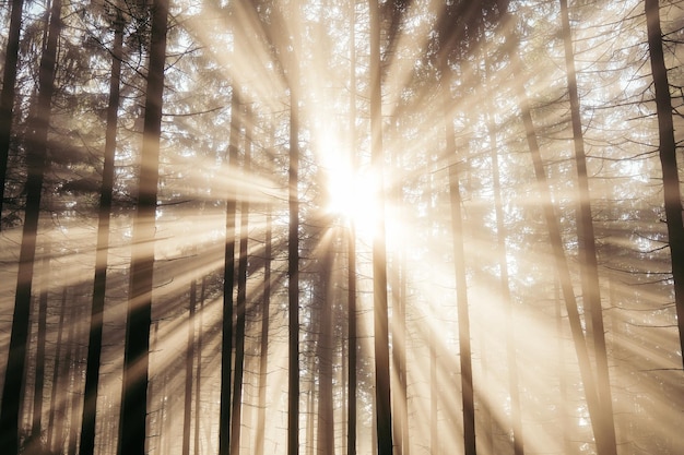 Foto zonlicht dat door bomen in het bos stroomt