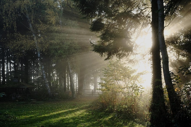 Zonlicht dat door bomen in het bos stroomt
