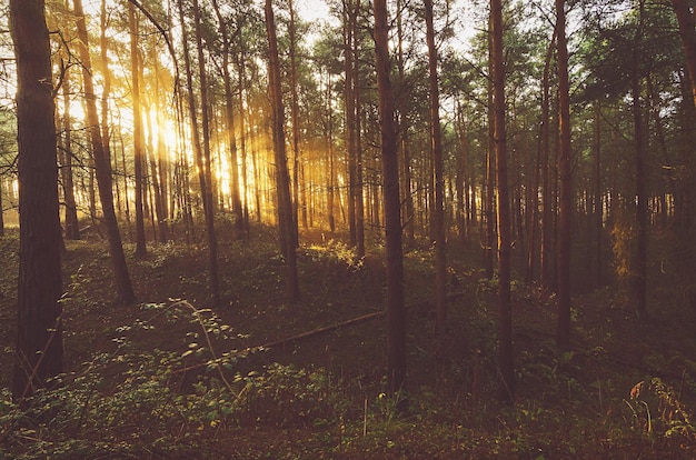 Zonlicht dat door bomen in het bos stroomt