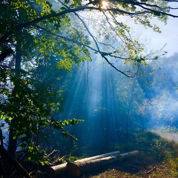 Foto zonlicht dat door bomen in het bos stroomt