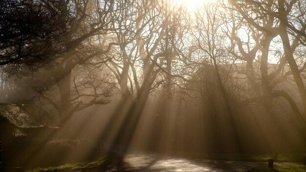 Foto zonlicht dat door bomen in het bos stroomt