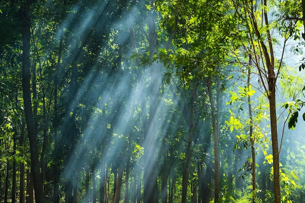 Foto zonlicht dat door bomen in het bos stroomt