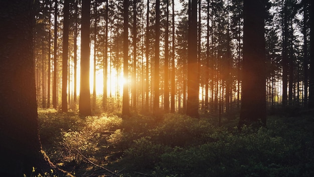 Zonlicht dat door bomen in het bos stroomt