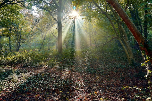 Foto zonlicht dat door bomen in het bos stroomt