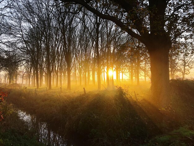 Foto zonlicht dat door bomen in het bos stroomt