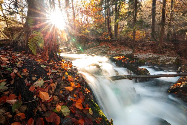 Foto zonlicht dat in de herfst door de bomen in het bos stroomt