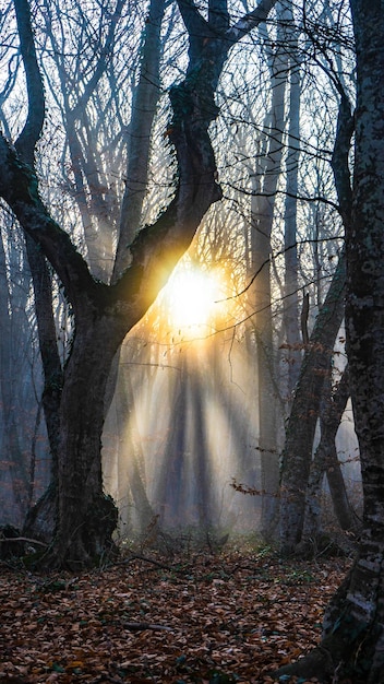 Foto zonlicht dat in de herfst door de bomen in het bos stroomt