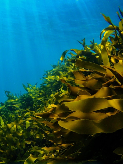 Zonlicht dat onder water op planten valt