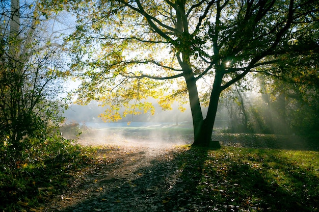 Zonlicht door bomen in het bos