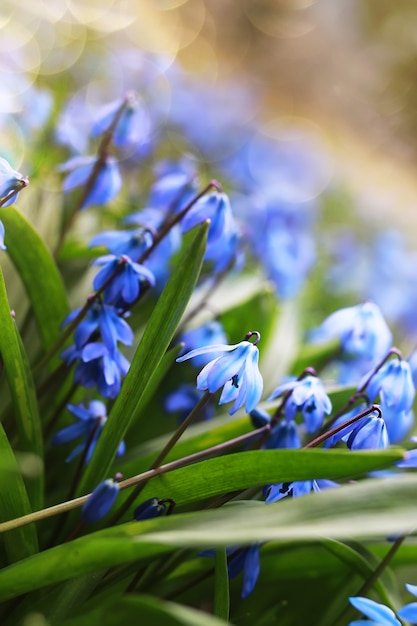 Zonlicht en stralen op blauwe eerste bloem in de lente