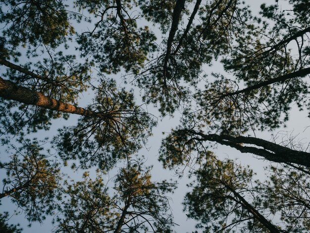 Zonlicht gieten door pijnbomen in bos