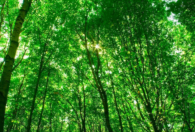 Zonlicht in bomen van groen zomerbos