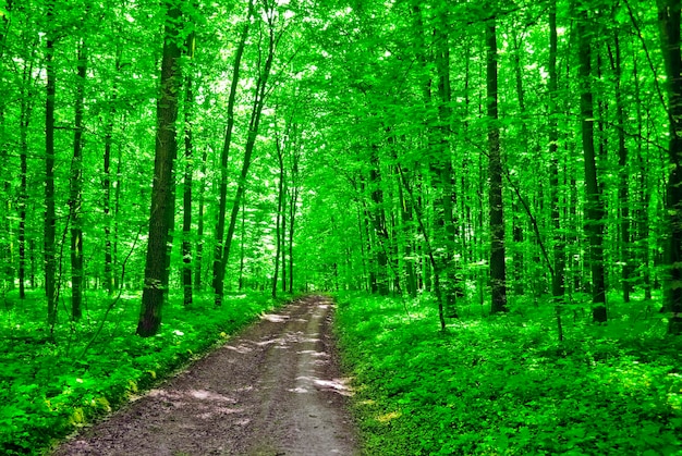 Zonlicht in bomen van groen zomerbos