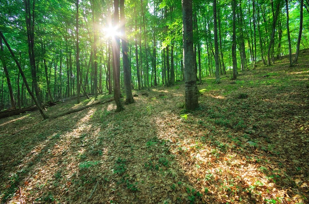 Zonlicht in het bos.