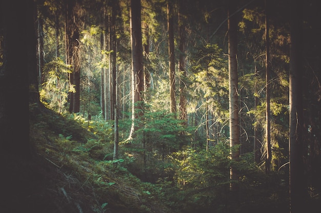 Zonlicht in het dennenbos, donkere filter