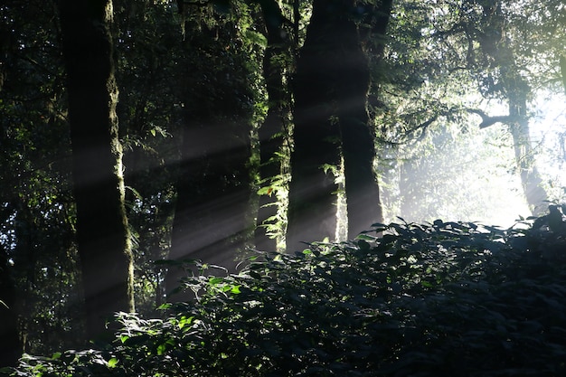 Zonlicht in het donkere bos met wilde boomschaduw