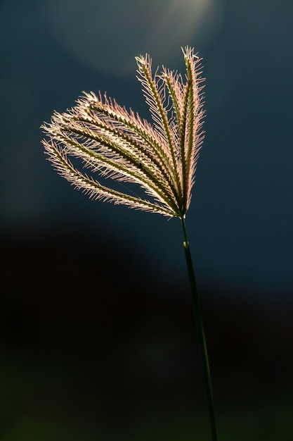 Zonlicht op bloem van gezweld vingergras