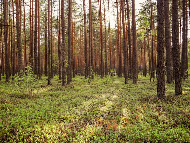 Zonlicht op bomen in een dennenbos bij zonsondergang